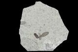 Bargain, Fossil March Fly (Plecia) - Green River Formation #95837-1